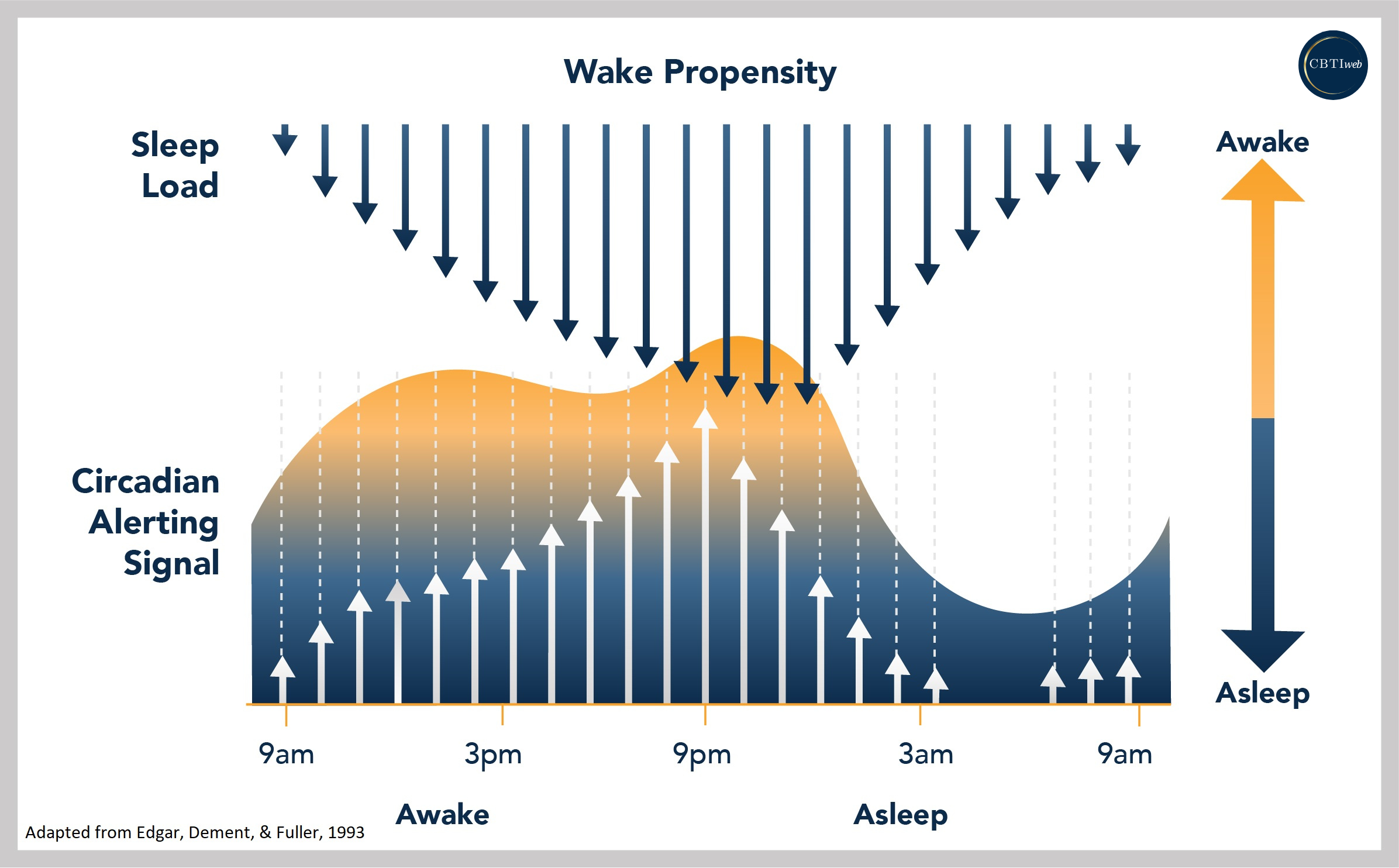 Basics of Sleep - Process S + C